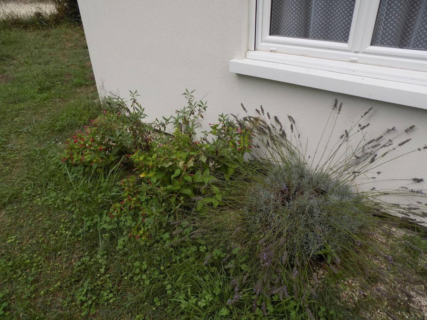 Meschers Sur Gironde - Agreable Maison Au Calme - Grand Jardin - Foret Meschers-sur-Gironde Exterior foto